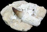 Rooted Mosasaur Tooth With Bone Fragments - Morocco #78095-1